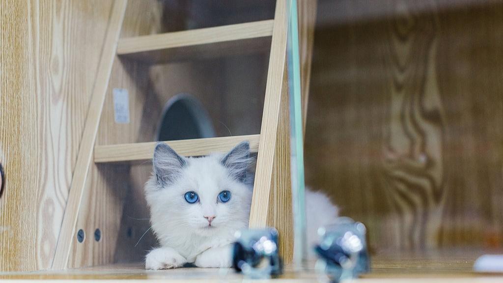 小猫咪能有什么坏心思，但送养的商家有！ - XCCX热点资讯网