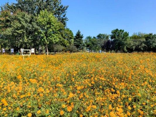 山东省“技能兴鲁”职业技能大赛——2025年山东省园林绿化行业花艺环境营造职业技能竞赛成果展暨花境展园开园(图22) 山东省“技能兴鲁”职业技能大赛——2025年山东省园林绿化行业花艺环境营造职业技能竞赛成果展暨花境展园开园(图22)