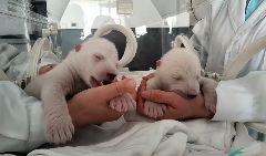 双喜临门！泉城欧乐堡喜迎北极熊龙凤胎与18只小白狮 - XCCX热点资讯网