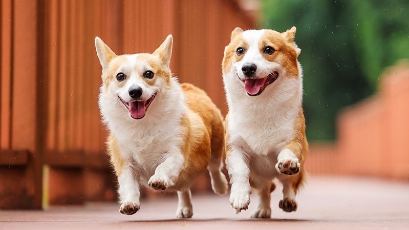 襄阳襄城推进文明养犬综合治理 - XCCX热点资讯网