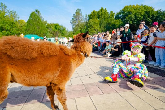 济南野生动物世界“双节”同庆首日迎客火爆(图12)