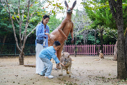 济南野生动物世界“双节”同庆首日迎客火爆(图13)