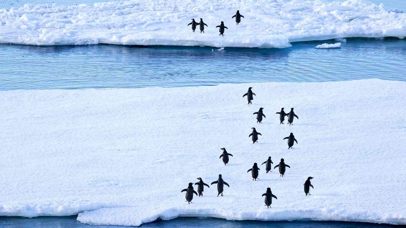 鼓励以绿色低碳方式开展南极活动 - XCCX热点资讯网