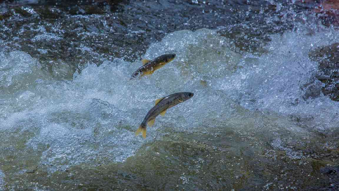四中全会精神在基层丨青海冷水鱼“游”向餐桌 - XCCX热点资讯网