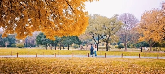 公园景区最美落叶景观上线 邀市民共赴秋日浪漫之约(图7)