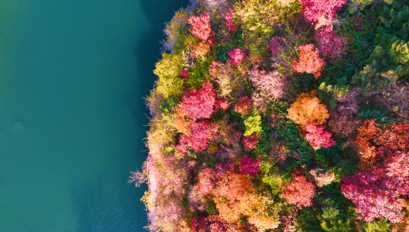 九如山秋日画卷徐徐展开，泉润红枫色彩斑斓 - XCCX热点资讯网