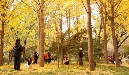 公园景区最美落叶景观上线 邀市民共赴秋日浪漫之约(图8)