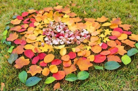 公园景区最美落叶景观上线 邀市民共赴秋日浪漫之约(图12)