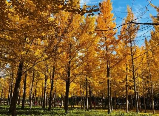 公园景区最美落叶景观上线 邀市民共赴秋日浪漫之约(图14)