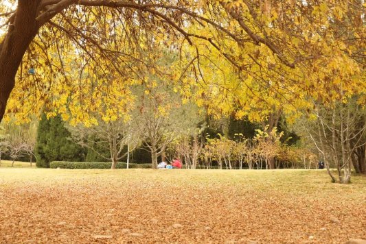 公园景区最美落叶景观上线 邀市民共赴秋日浪漫之约(图13)