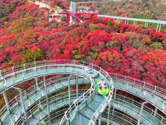 2025红叶柿岩“长城脚下红叶浓”第五届红叶季正式启幕(图3) 2025红叶柿岩“长城脚下红叶浓”第五届红叶季正式启幕(图3)