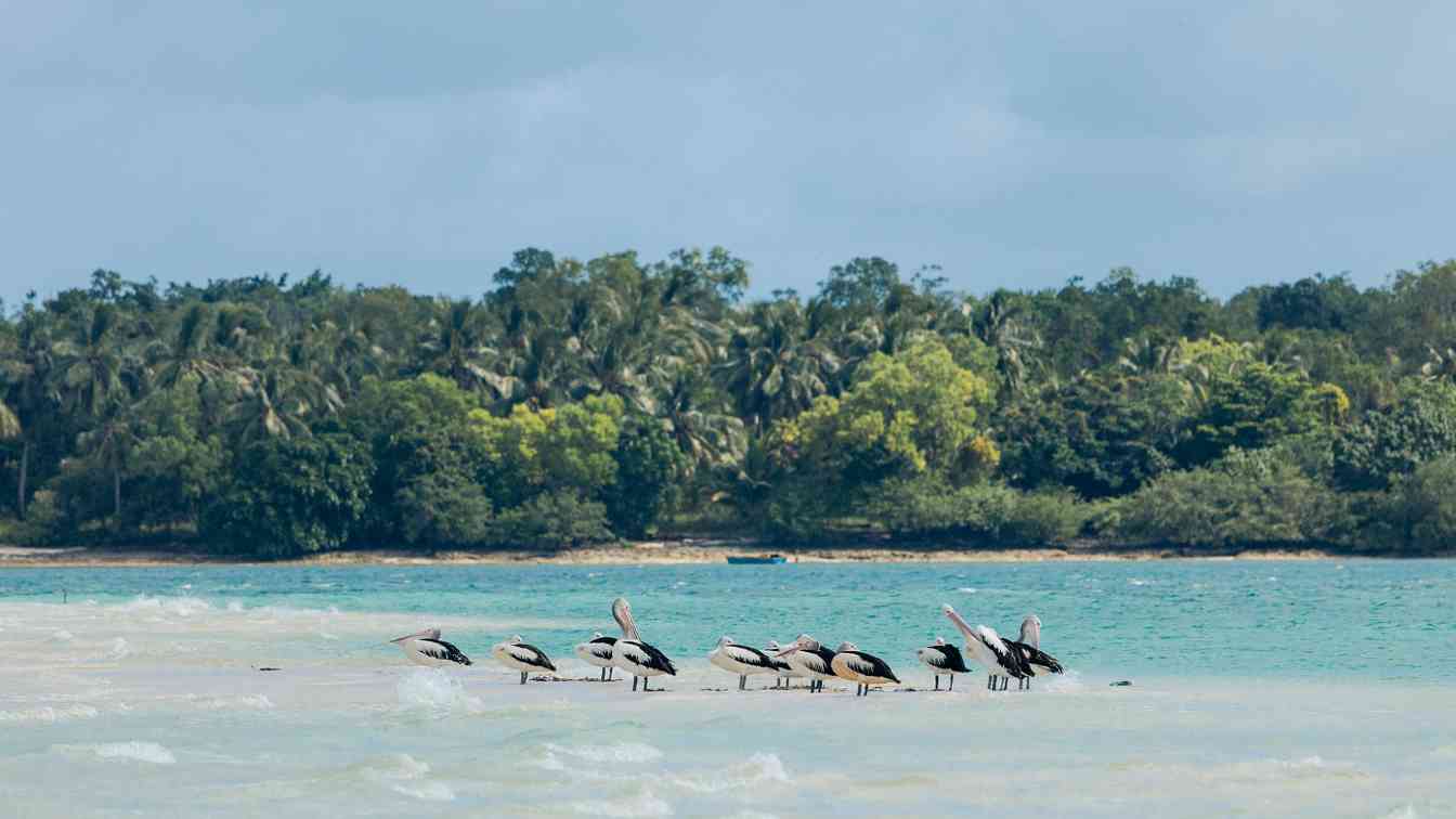 从零星几棵树到植被覆盖率超90%，一座岛礁的绿色蜕变 - XCCX热点资讯网