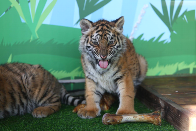 开学季遛娃首选！济南野生动物世界39.9 元起，白 + 黑奇幻旅程等你来探秘(图3)