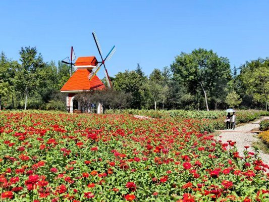 山东省“技能兴鲁”职业技能大赛——2025年山东省园林绿化行业花艺环境营造职业技能竞赛成果展暨花境展园开园(图21)