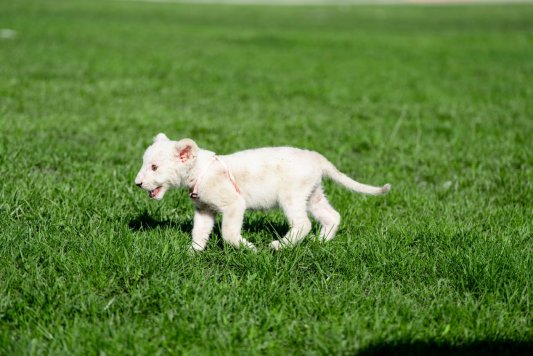 济南野生动物世界：夜间动物园火爆开启，奇幻光影引爆泉城夏夜(图2)