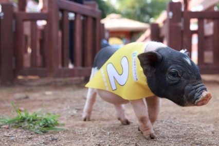 济野十周年奇幻之旅昼夜狂欢(图1) 济野十周年奇幻之旅昼夜狂欢(图1)