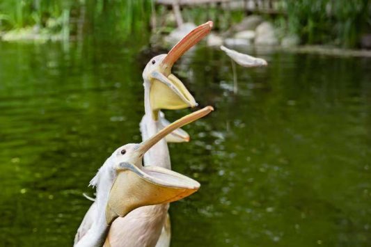 萌虎“糖糖”送福来,爪印成章迎新年(图5) 萌虎“糖糖”送福来,爪印成章迎新年(图5)
