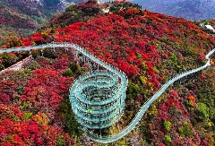 文旅短评:红叶柿岩高频焕新,打造全时沉浸度假景区(图3)