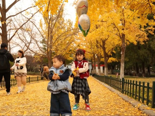 公园景区最美落叶景观上线 邀市民共赴秋日浪漫之约(图4) 公园景区最美落叶景观上线 邀市民共赴秋日浪漫之约(图4)