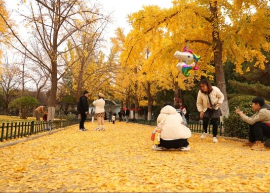 公园景区最美落叶景观上线 邀市民共赴秋日浪漫之约(图5) 公园景区最美落叶景观上线 邀市民共赴秋日浪漫之约(图5)