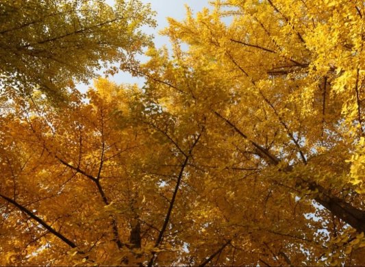 公园景区最美落叶景观上线 邀市民共赴秋日浪漫之约(图2) 公园景区最美落叶景观上线 邀市民共赴秋日浪漫之约(图2)