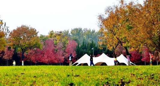 公园景区最美落叶景观上线 邀市民共赴秋日浪漫之约(图9) 公园景区最美落叶景观上线 邀市民共赴秋日浪漫之约(图9)