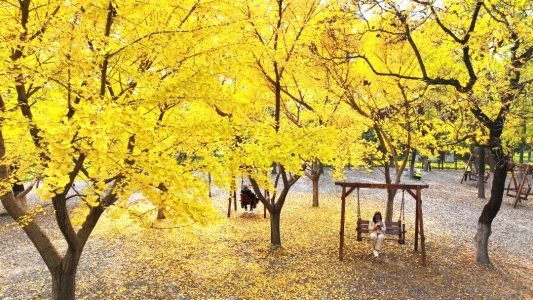 公园景区最美落叶景观上线 邀市民共赴秋日浪漫之约(图10) 公园景区最美落叶景观上线 邀市民共赴秋日浪漫之约(图10)