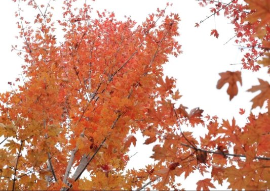 公园景区最美落叶景观上线 邀市民共赴秋日浪漫之约(图11) 公园景区最美落叶景观上线 邀市民共赴秋日浪漫之约(图11)