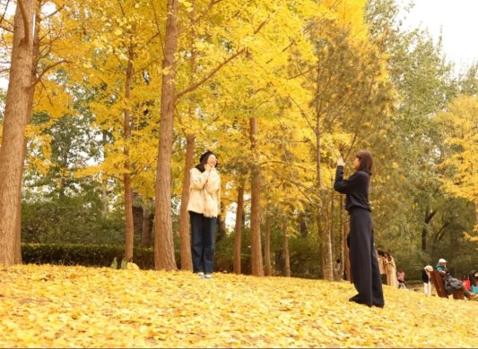 公园景区最美落叶景观上线 邀市民共赴秋日浪漫之约(图15) 公园景区最美落叶景观上线 邀市民共赴秋日浪漫之约(图15)