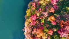 九如山秋日画卷徐徐展开，泉润红枫色彩斑斓(图1)