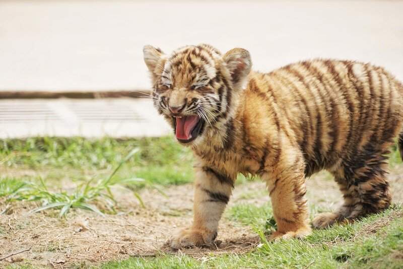 双喜临门！泉城欧乐堡喜迎北极熊龙凤胎与18只小白狮(图3)