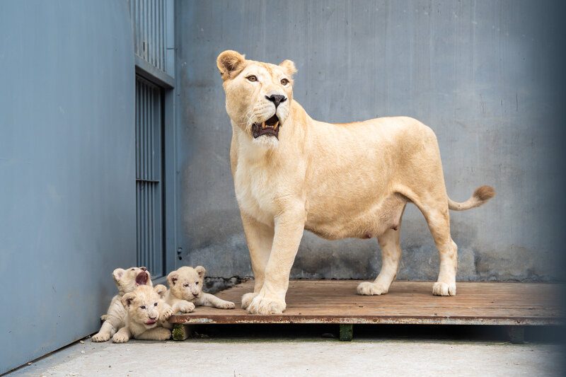 双喜临门！泉城欧乐堡喜迎北极熊龙凤胎与18只小白狮(图2)