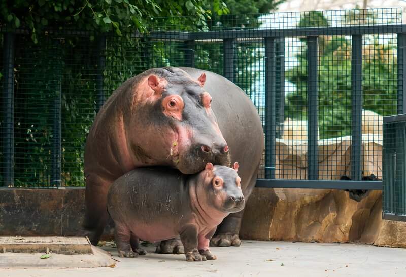 双喜临门！泉城欧乐堡喜迎北极熊龙凤胎与18只小白狮(图4)