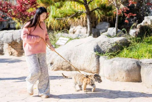 萌虎“糖糖”送福来，爪印成章迎新年(图3)